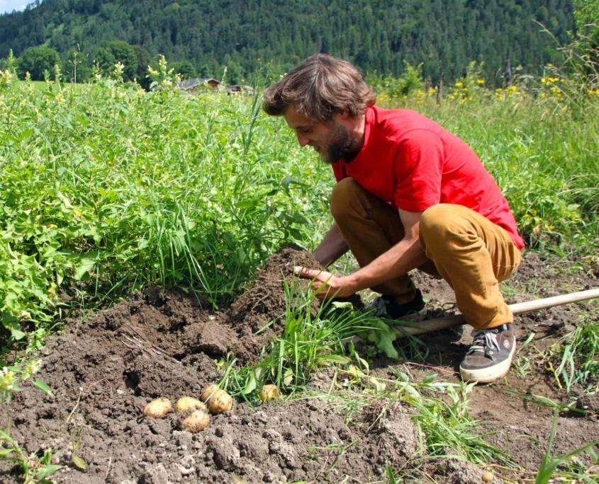 Kartoffel Ernte Biohof Schafferbauer