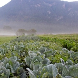 Biofeld Schafferbauer